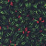 clip_backgrounds092