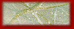 clip_buttonblank018